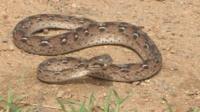 Kaltungo Snake Bite