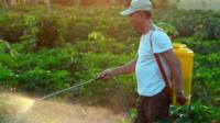 Hombre fumigando