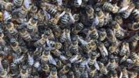 Bees at the cathedral