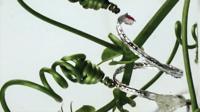 A robot mimicking plant tendrils
