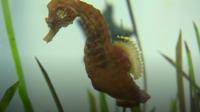 The two species were found in Greenwich and near the South Bank
