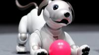 Aibo