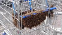 Bees in trolley