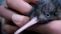 Iconic kiwi could be extinct in 50 years - BBC News