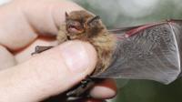 Pipistrelle bat