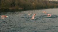 open water swim relay team