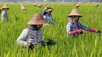 မိုးစပါးနဲ့ ၂၀၂၀ နွေစပါးကို ဒီဈေးနှုန်းနဲ့ ဝယ်ယူရမှာဖြစ်