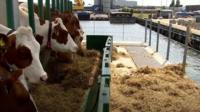 Vacas em fazenda flutuante na Holanda