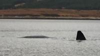 whale