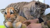 Tiger cub