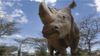 Sudan the rhino