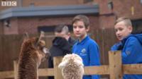 Alpacas to help calm schoolchildren