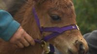 Digby the miniature pony