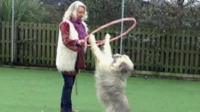 Kratu the dog