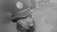 Police dog at work