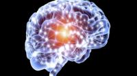 brain image