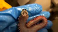 Sea creature