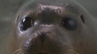 Seal pup