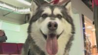 A close up of a dog's face with its tongue hanging out