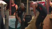 Matt Smith shears a sheep