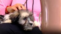 Dog cafe