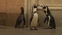 Penguins