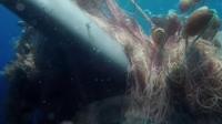 Whale trapping in fishing net