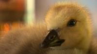Granville the gosling