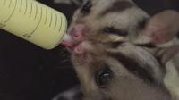 Rescued animals are fed baby formula from a syringe