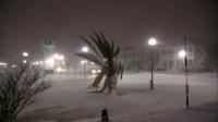A palm tree strains against the snow