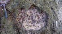 Footprint