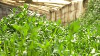 Plants growing inside a Bolivian underground greenhouse