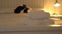Bed in short-term let property