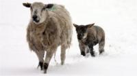 Sheep and lamb in snow