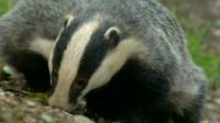 Badgers