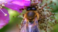 Bees 'at risk from climate change' - BBC News