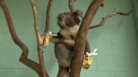 Koala in mittens