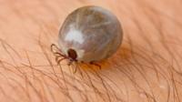 A tick