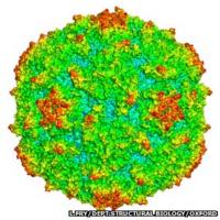 Polio virus