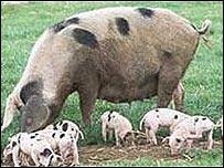Gloucester Old Spot sow and piglets