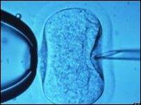 Embryo (generic)