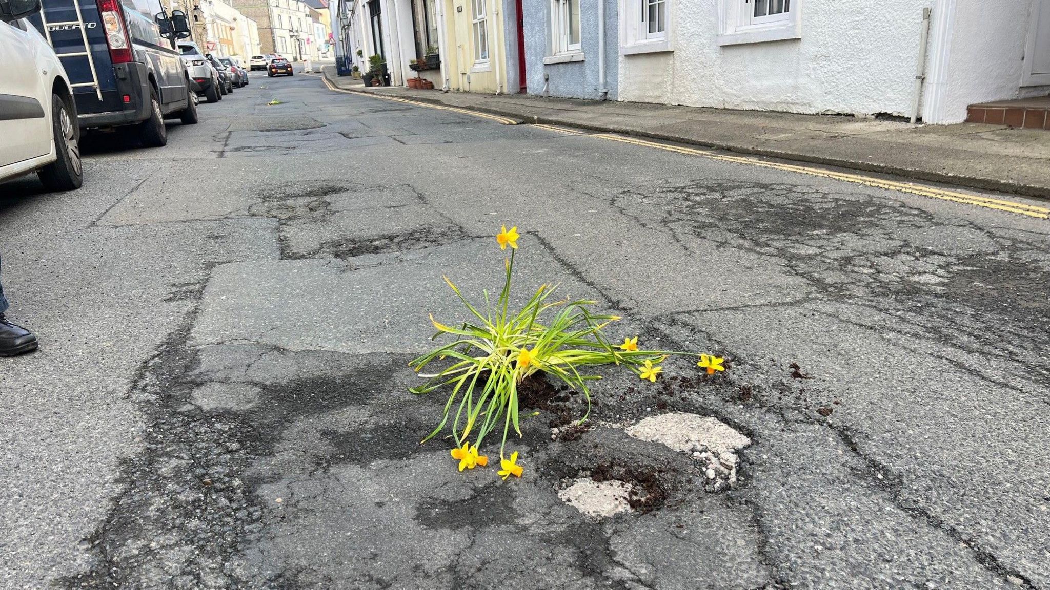 Daffodils in potholes