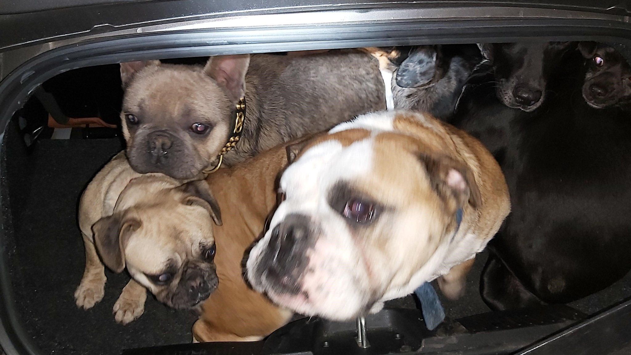 Stolen dogs found in back of vehicle