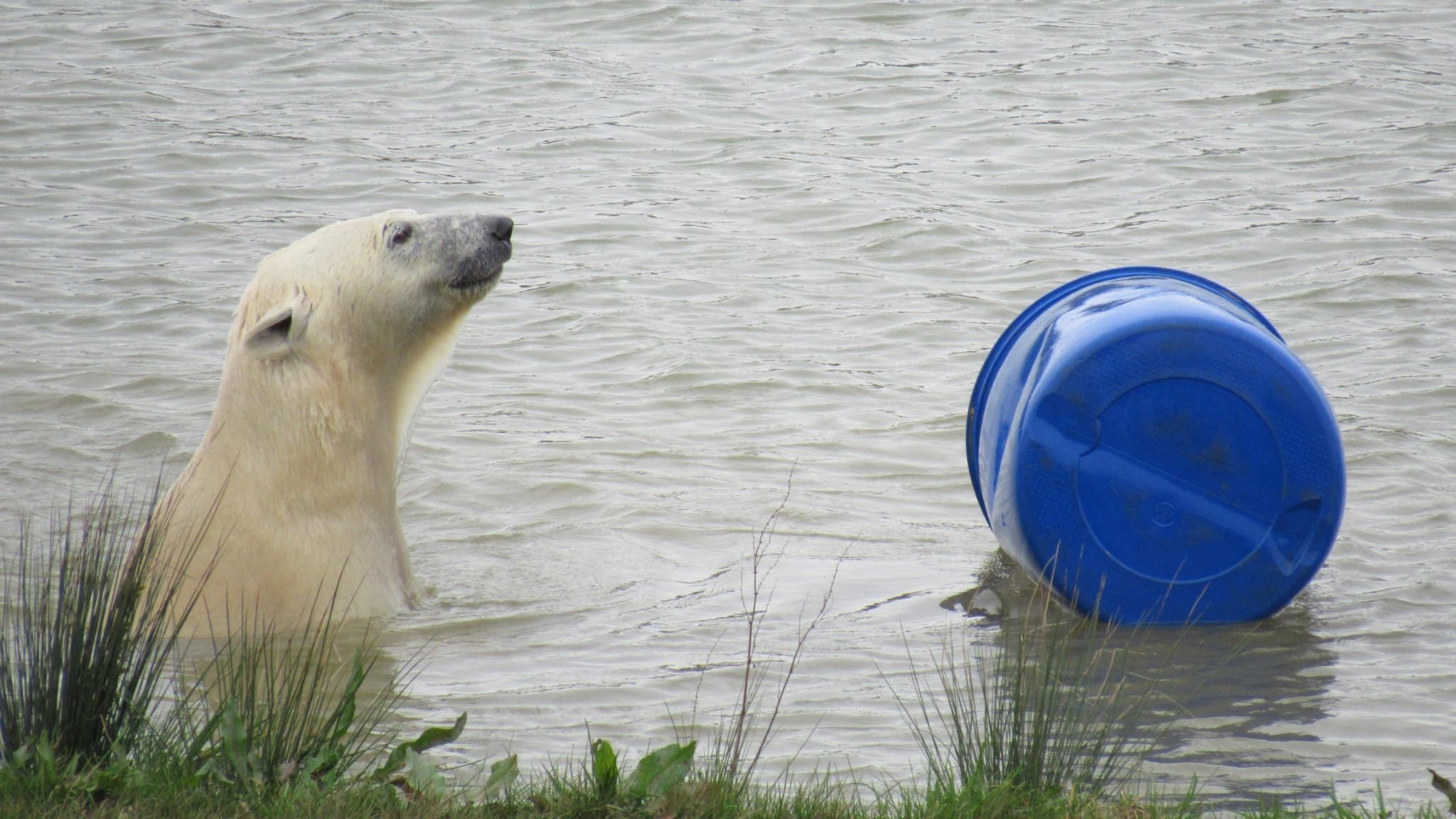 One of the polar bears in the enclosure's lake