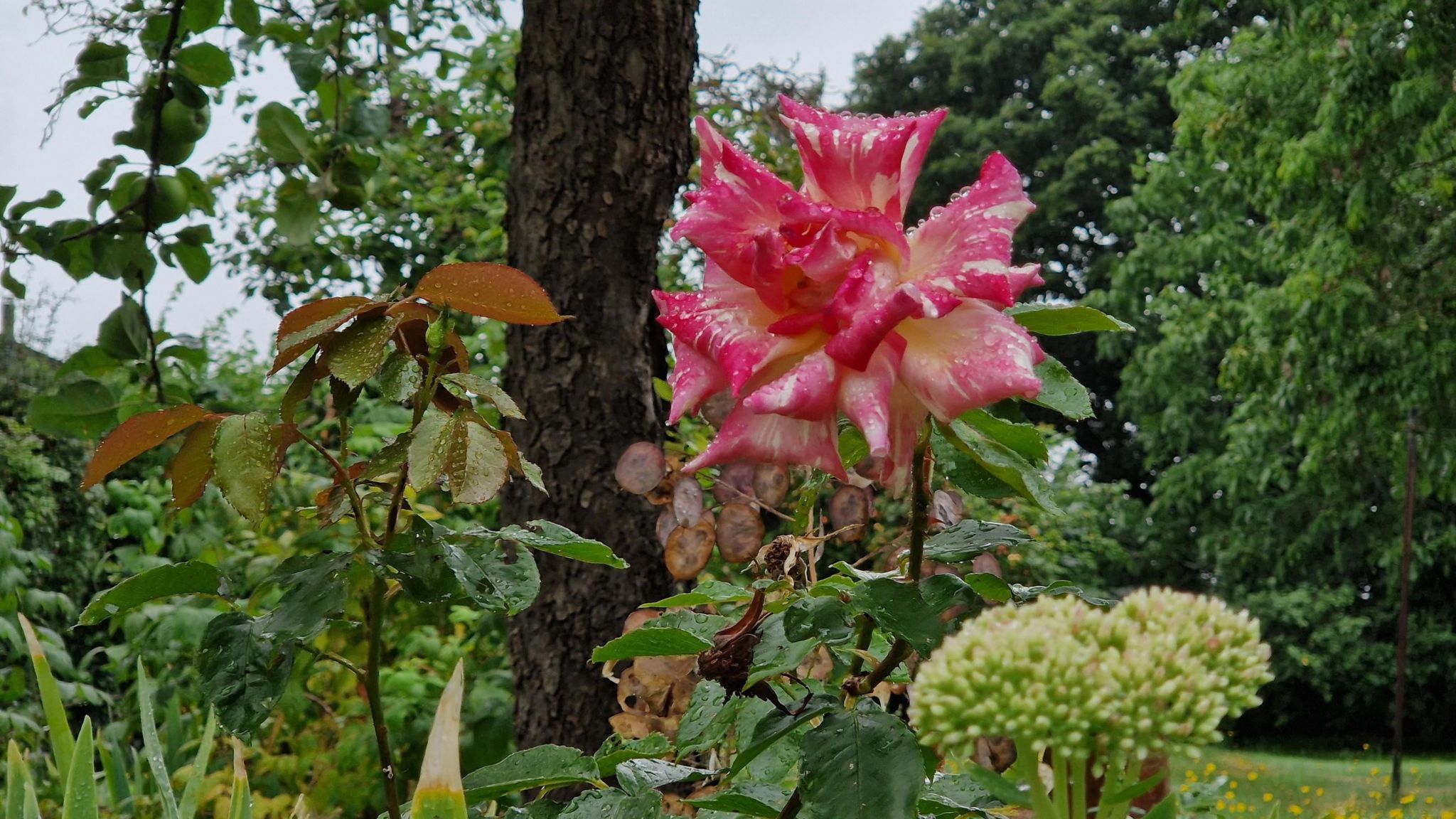 A red and yellow petaled flower in a park in Leamington Spa with other plants around