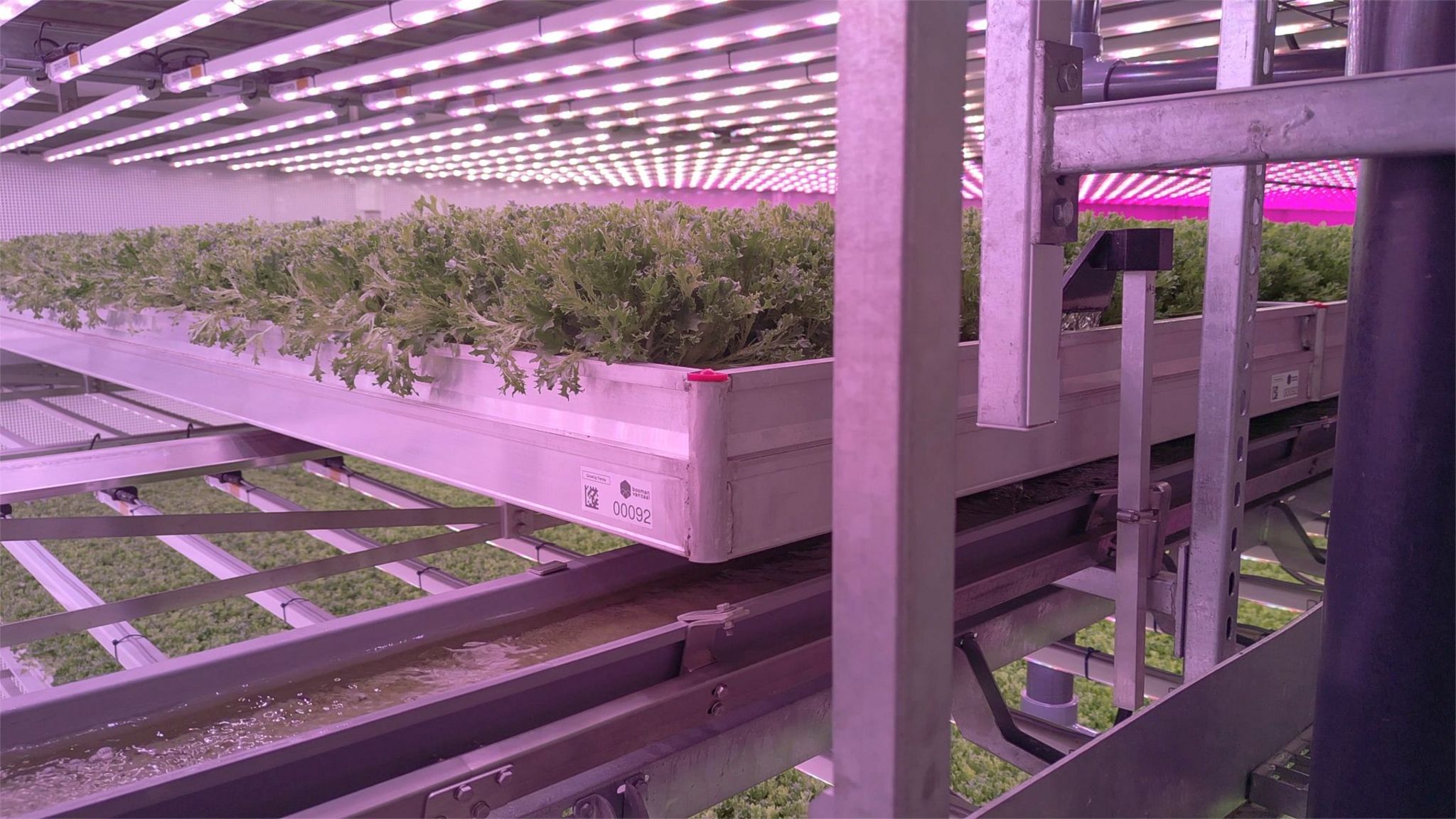 Salad crops in a vertical farm 