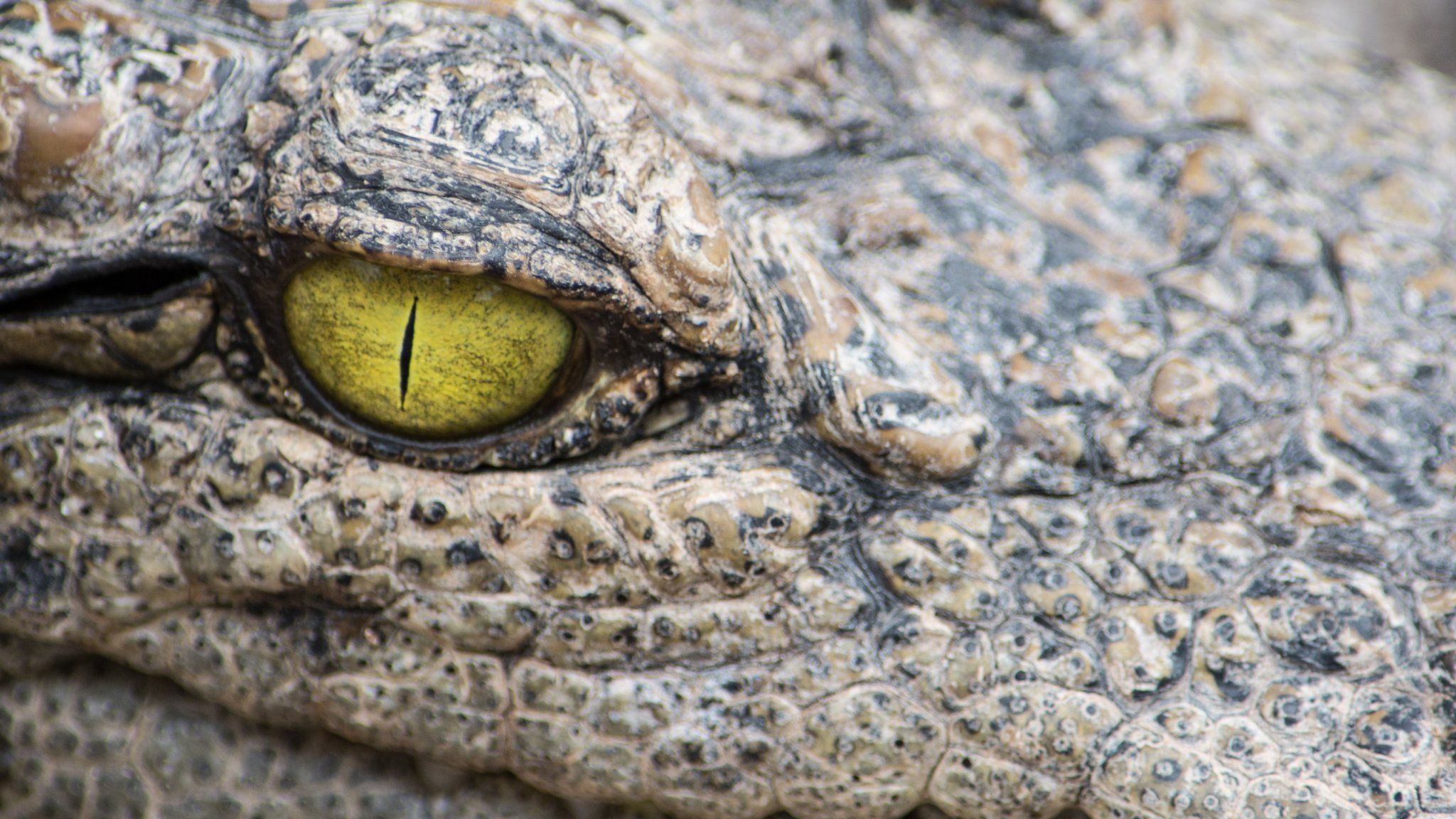 Глаза крокодилов на закате
