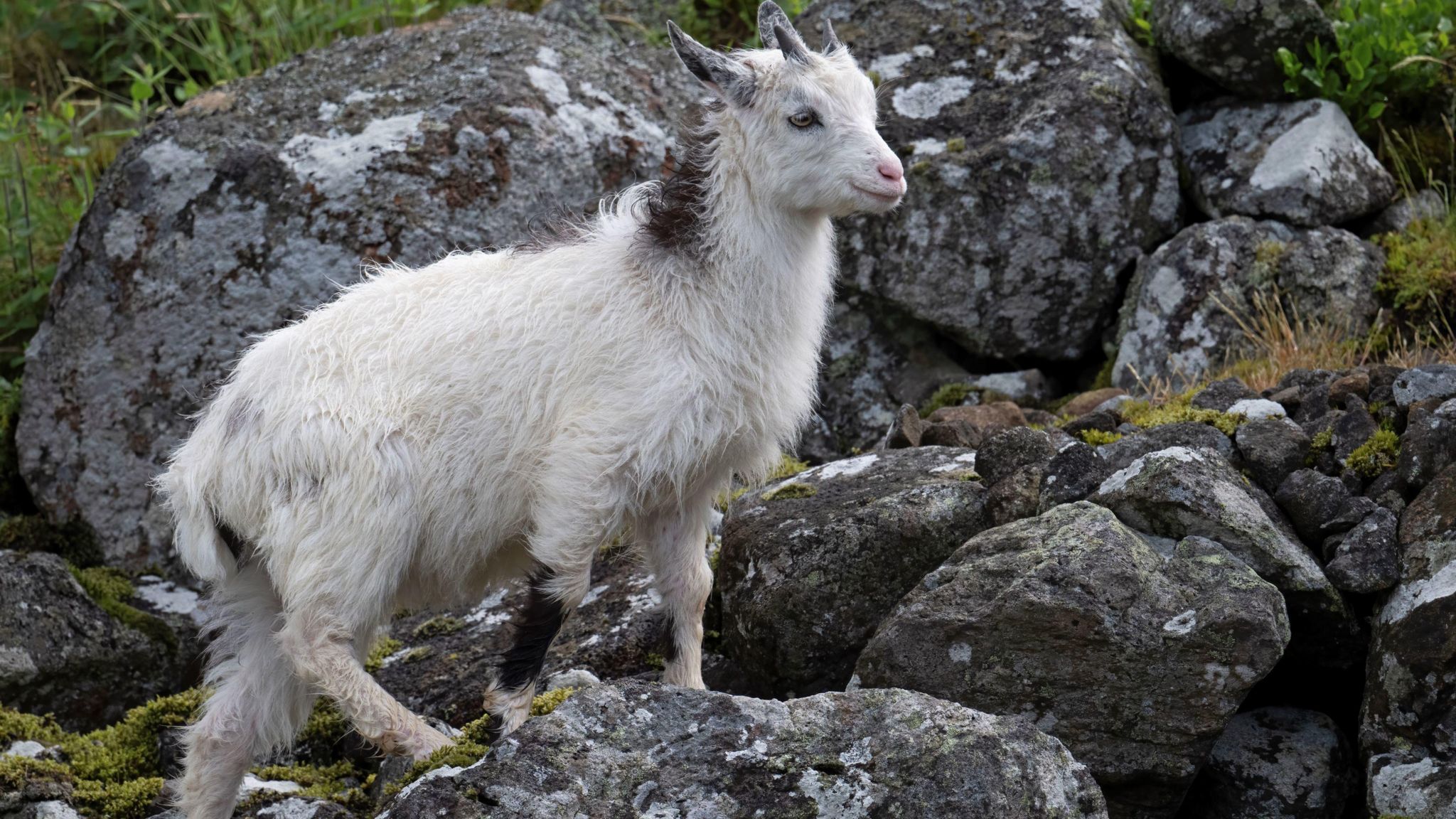 Ancient Cheviot goat added to rare breeds list - BBC Newsround