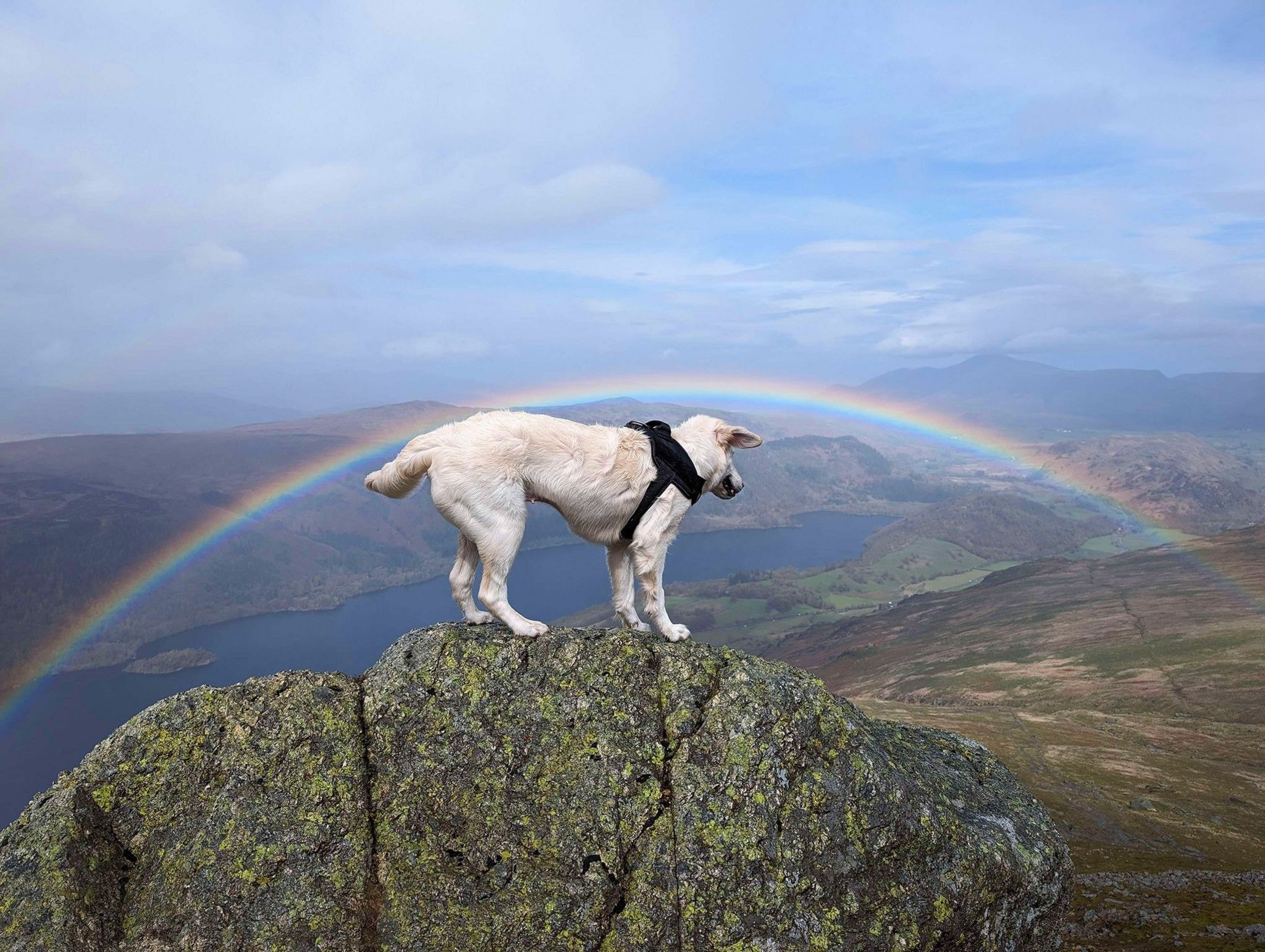A dog stands on top of a rock, with a rainbow in the background
