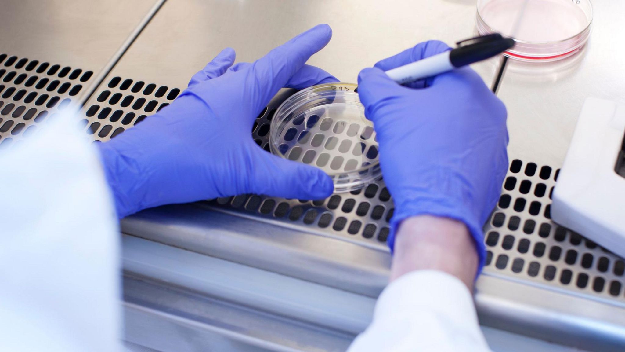 A person wearing latex gloves writing on a petri dish. 